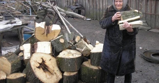 Не все, що лежить у лісі, можна забирати: за які дрова загрожує відповідальність